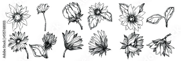 Fototapeta Sunflower summer. Isolated botanical flower, leaves. Black and white engraved sketch ink art. Leaf plant botanical garden floral foliage. Wildflower drawing leaf illustration element.