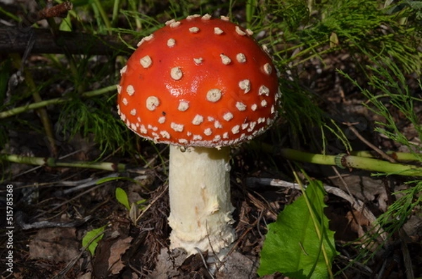 Fototapeta fly mushroom