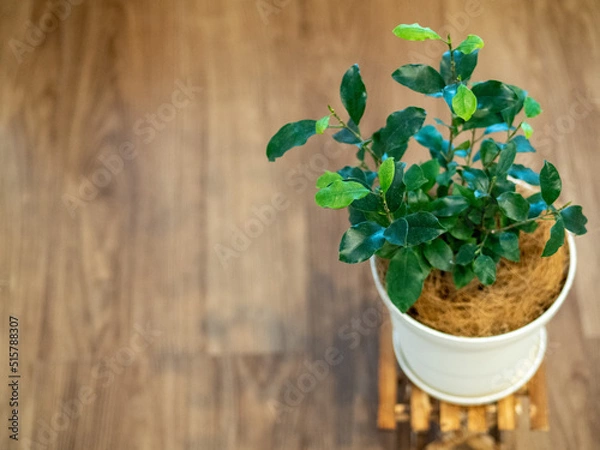 Obraz ガジュマルの木(ゴムの木) 2