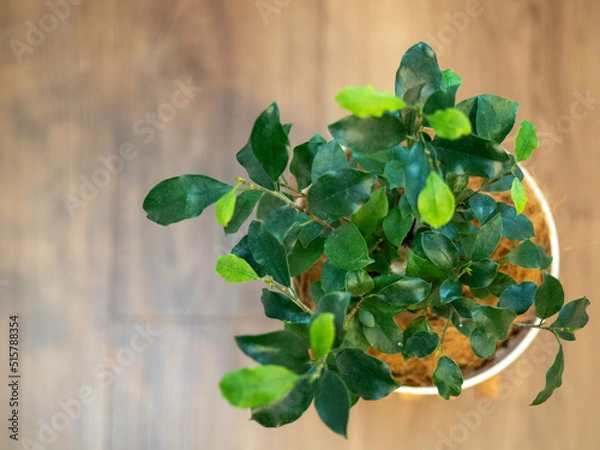 Obraz ガジュマルの木(ゴムの木) 1