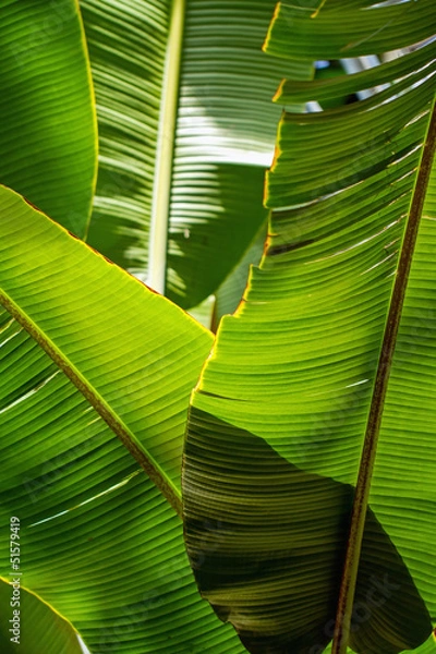 Obraz Banana leaf backlit sun - background