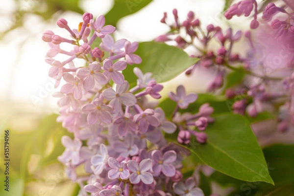 Fototapeta Floral spring background with lilac flowers, soft selective focus.