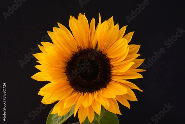 Fototapeta sunflower on black background