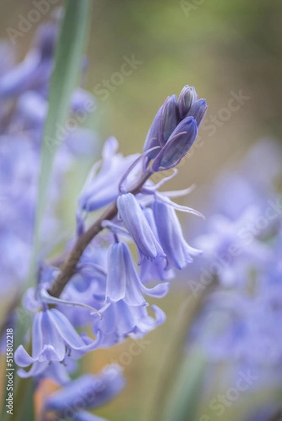 Obraz blue iris flower
