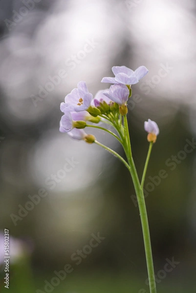 Obraz white flower on a green background