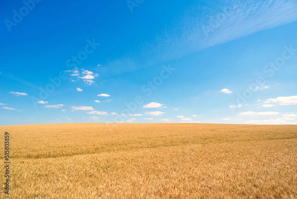 Fototapeta Summer landscape showing agriculture wheat field and blue sky with white clouds on a sunny day
