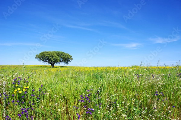 Obraz Oak tree at flowery field