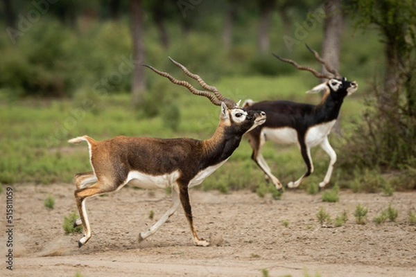 Fototapeta Two wild adult male blackbuck or antilope cervicapra or indian antelope walking together in pattern and with expressions in grassland of forest of india asia