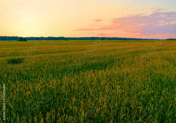 Fototapeta Wheat field on sunset. Barley field in agriculture harvest season. Farm harvesting in rye field at farm. Bread grain crops. Wheat and corn markets in crisis world’s breadbasket. Food inflation, hunger