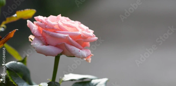 Fototapeta Pink rose of a beautiful pastel shade with dew at dawn. Beautiful sunlight. The background image is green and pink. Natural, environmentally friendly natural background.