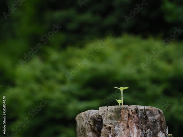 Fototapeta 切り株の上の子葉