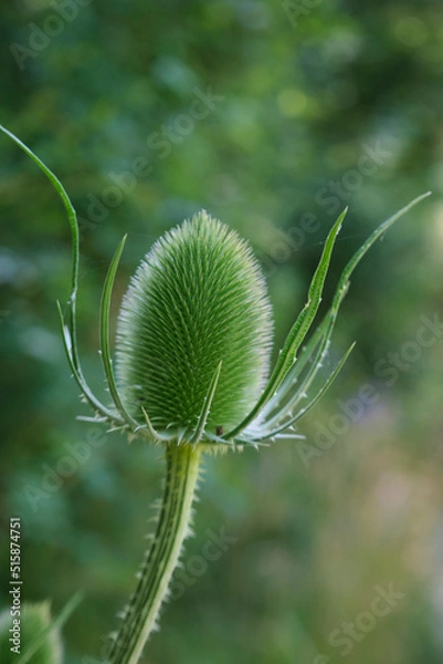 Fototapeta wild tweezle