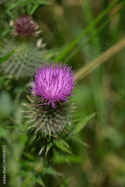 Fototapeta thistle flower in bloom