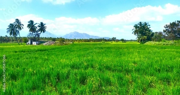 Obraz Green rice field and sky