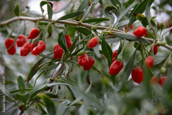 Fototapeta fresh and organic goji berry on the tree