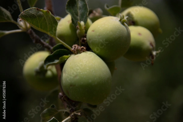 Fototapeta fresh and organic apples on the tree