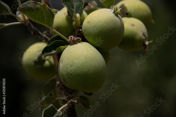 Fototapeta fresh and organic apples on the tree