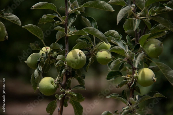 Fototapeta fresh and organic apples on the tree