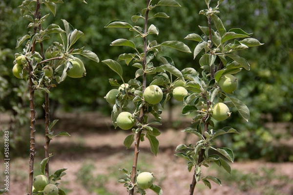 Fototapeta fresh and organic apples on the tree