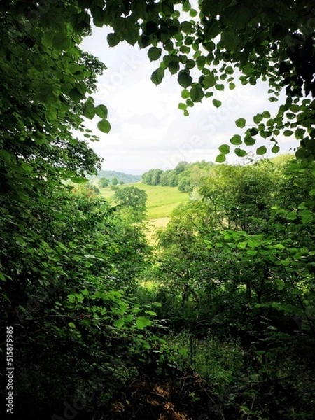 Obraz Lost in the Woods