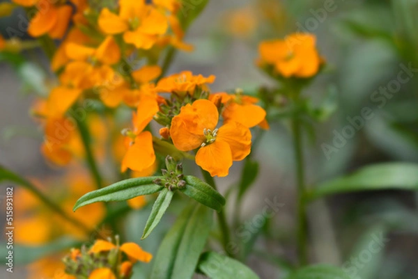Obraz Siberian Wallflower