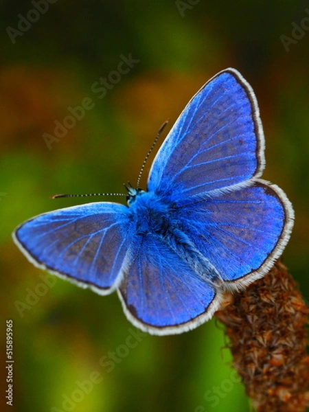 Obraz Hauhechel-Bläuling 