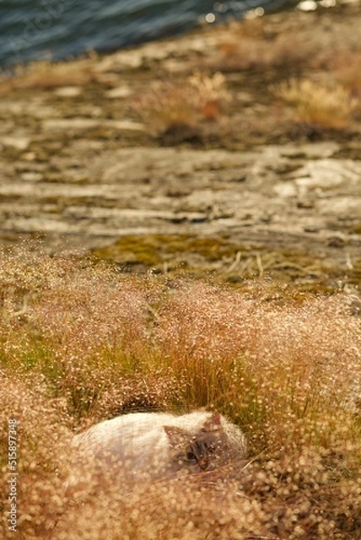 Fototapeta Beautiful sunset in Finnish archipelago in summer