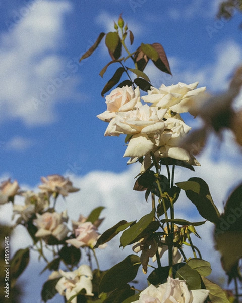 Obraz Flowers on sky