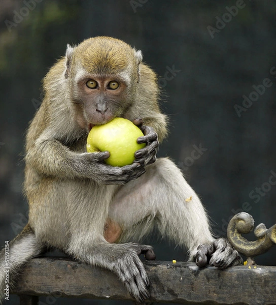 Fototapeta Monkey Biting An Apple