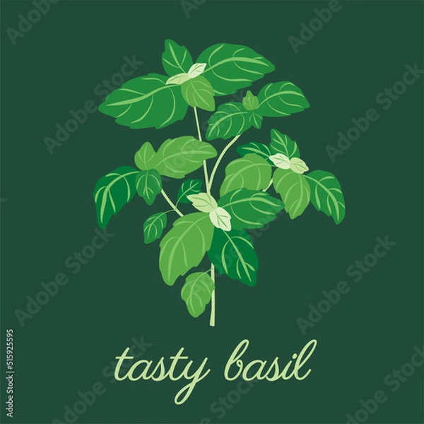 Obraz Spring of basil herb. Original, hand-drawn illustrations. Ideal for packaging, cooking, baby products, tea, healthcare, etc. Flower Basil, Ocimum Basilicum. Summer herb.