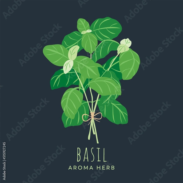 Obraz Spring of basil herb. Original, hand-drawn illustrations. Ideal for packaging, cooking, baby products, tea, healthcare, etc. Flower Basil, Ocimum Basilicum. Summer herb.