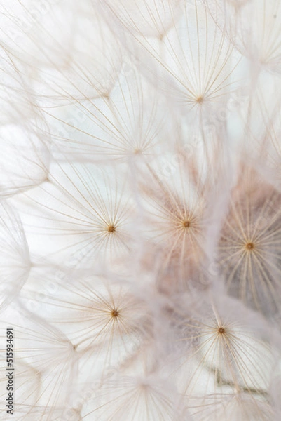 Fototapeta Abstract dandelion macro flower background. Seed macro closeup. Soft focus