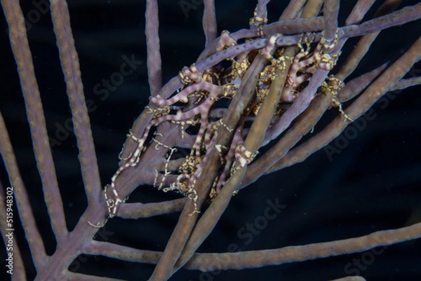 Obraz Basket Sea Star