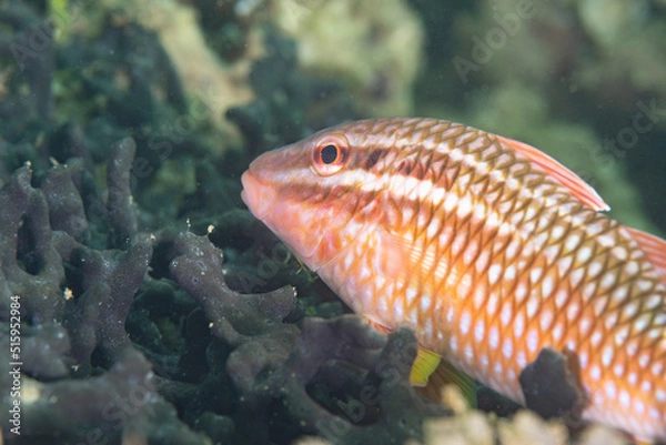 Fototapeta ヒメジ