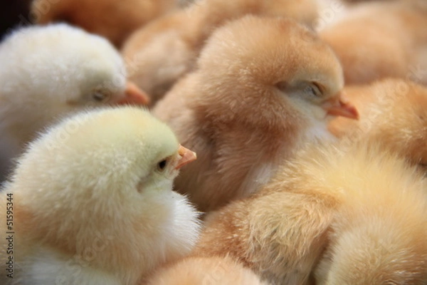 Fototapeta ひよこ