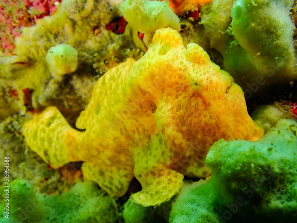 Obraz イロカエルアンコウ