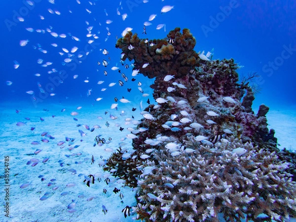 Obraz デバスズメダイ