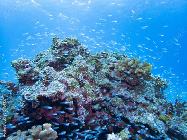 Obraz スカシテンジクダイ