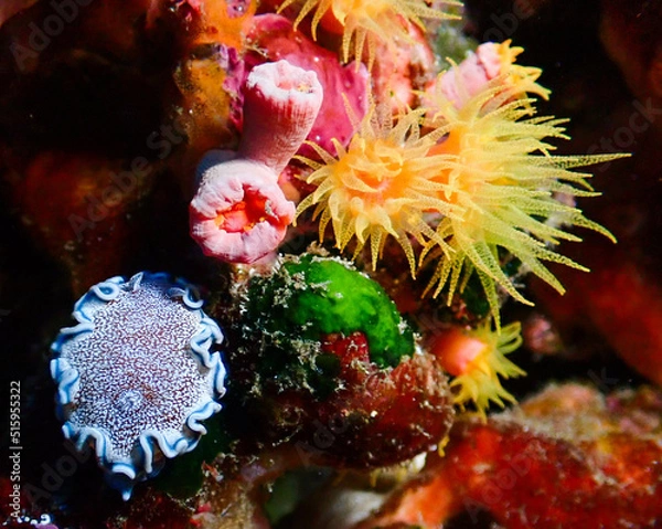 Obraz タヌキイロウミウシ