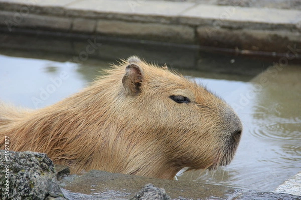 Fototapeta カピバラ