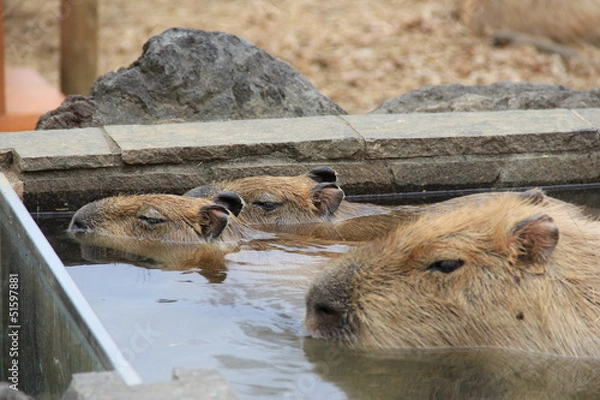 Fototapeta カピバラ