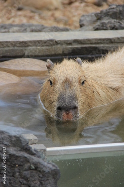 Fototapeta カピバラ