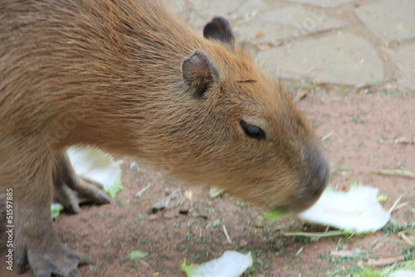 Fototapeta カビバラ