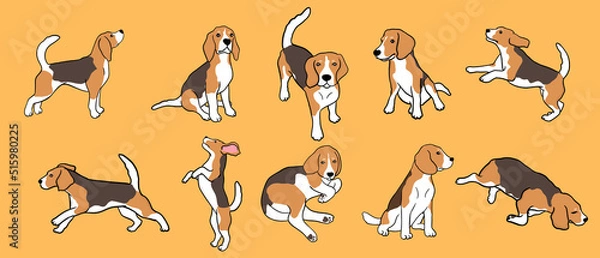 Fototapeta set of beagle dog in different poses. Small hunting dog with brown-white coat and long ears. Puppy with cute muzzle on yellow background