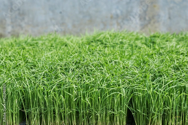 Obraz お米の苗　はるみ