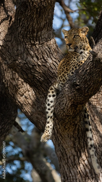 Fototapeta leopard in a huge leadwood tree
