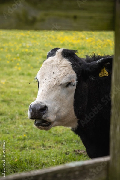 Obraz portrait of a cow