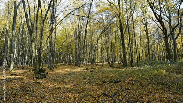 Fototapeta Herbstwald