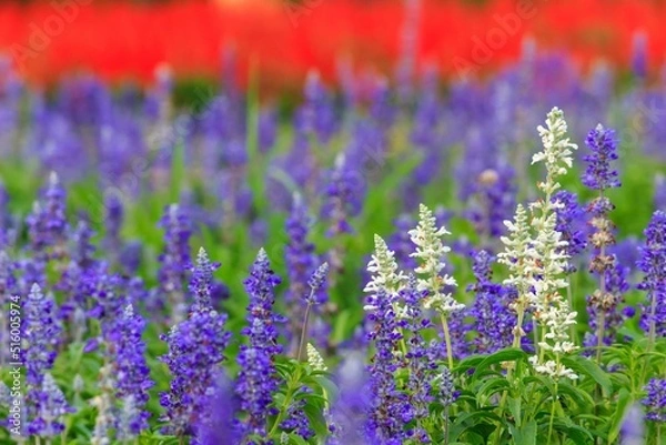 Fototapeta サルビア