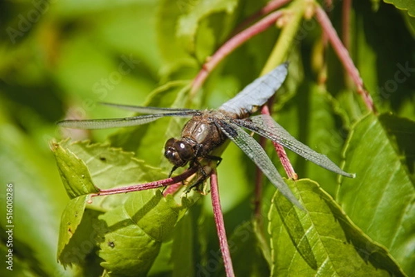 Obraz dragonfly on a leaf